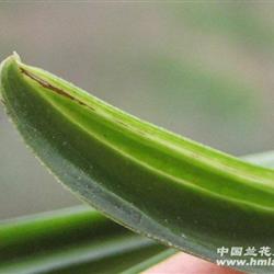漂亮春兰叶甲带水晶带花苞 - 中国兰花交易网