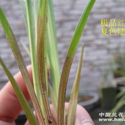 极品春兰红素赌草