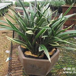 送礼佳品,大勋带花大量批发