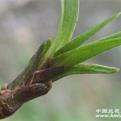 新品春兰龙根苗漂亮叶甲.迎接元旦拍卖 - 中国兰花