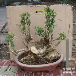 00        元 最新叫极品珍珠黄杨盆景珍珠黄杨图片-好雨网-珍珠黄杨