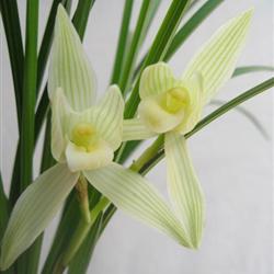 银勺素a-039 4苗1箭花