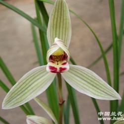 漂亮壮苗漂洋荷带2花