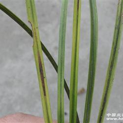 下山春兰,斑缟艺,赌中透花(8) - 中国兰花交易网