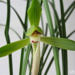 线叶春兰_【引用】兰花的种类图片
