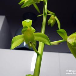 精品下山蕙兰素心—翠素(花已开)