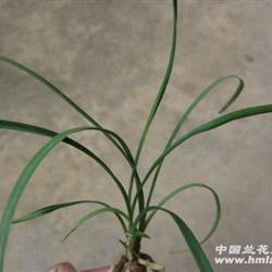 汗血宝马带牙+-+中国兰花交易网