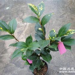 花牡丹 茶花 40公分