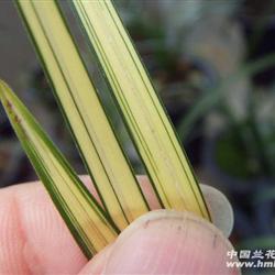 四川通江春剑大绿帽漂亮中透艺,带芽 - 中国兰花交易网