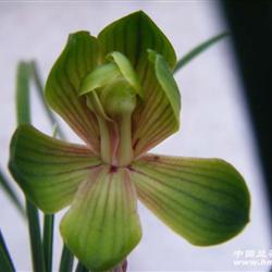 春兰荷瓣奇花+-+中国兰花交易网