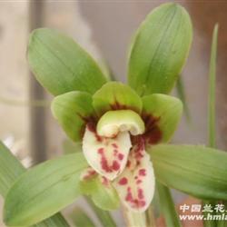 下山春兰多瓣多舌奇蝶牡丹 - 中国兰花交易网