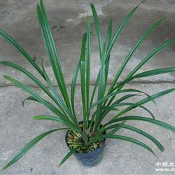 台北小姐 中国兰花交易网