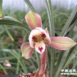 春兰名品荷瑞带2芽