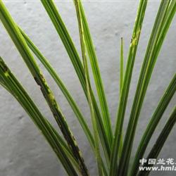 25a【蕙兰水晶草】 - 中国兰花交易网