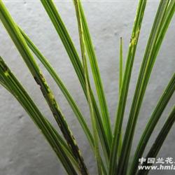 25a蕙兰水晶草