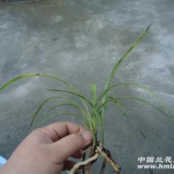 春兰蛇斑