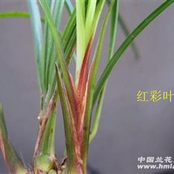 春细叶红草 好花
