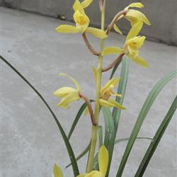 下山蕙兰,黄花圆舌(27)