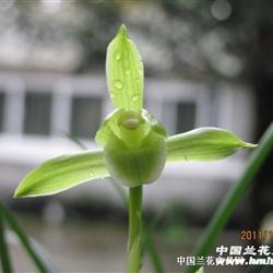 秋芝——圆舌翠绿素 - 中国兰花交易网