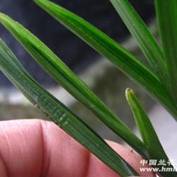 春剑水晶艺草
