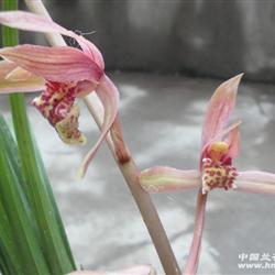 下山蕙兰,漂亮新品水晶花(21)