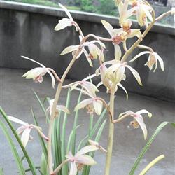 下山蕙兰,漂亮色花(11)