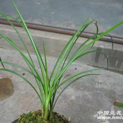 莲瓣兰水晶梅飘梅3苗1芽