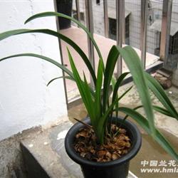 大凤素254# - 中国兰花交易网