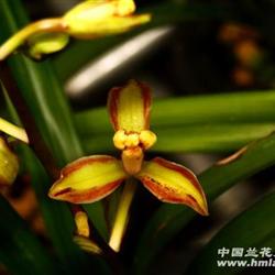 引种佳节**紫金龙梅**581