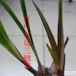 红叶片建兰赌草 - 中国兰花交易网