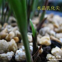 水晶乳化尖.紫黑紧甲[龙根春兰好赌草]