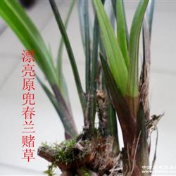 漂亮原兜春兰赌草