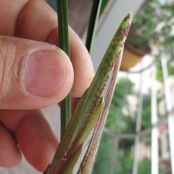 0起拍,蝶草之王:星雨流芳 引种 12024 - 中国兰花交易网