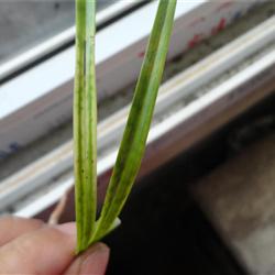 带龙根的春剑蛇皮斑艺草