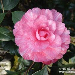 五色赤丹;苗红彩芽