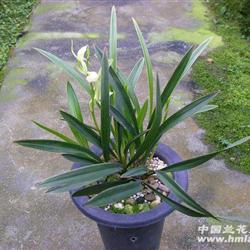 带花日月宝 - 中国兰花交易网