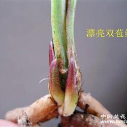 双胞红芽春剑好
