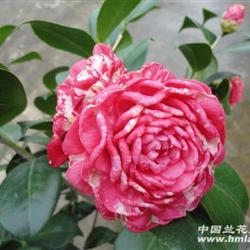 好株形【花皇冠】茶花48高