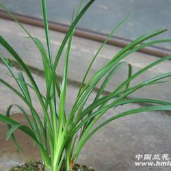 正宗莲瓣兰碧龙玉素5苗1芽带花苞 中国兰花交易网