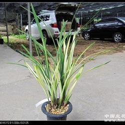 带1花苞---八宝奇珍 - 中国兰花交易网