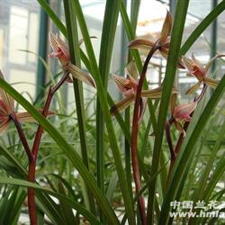 古堰天色 - 中国兰花交易网