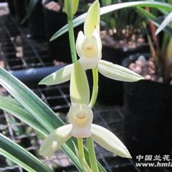 大凤素 - 中国兰花交易网