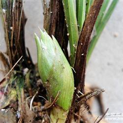 蕙兰荷瓣花苞【精赌】