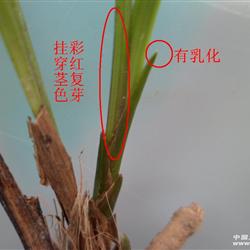 春剑龙根苗赌草;新品挂彩复色红芽;赌色花