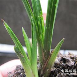 13b【蕙兰龙根起皮矮种】