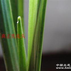 征春奇草化