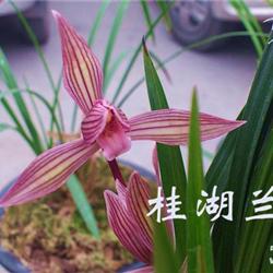 春剑桃红素(新种)