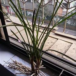 e22-斜立细叶红香妃矮草