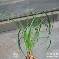 汉血宝马,带花苞(莲瓣兰精品)3苗3芽带叶蝶