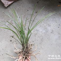 29q【蕙兰特细叶-羊胡子红香妃】